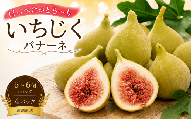 【 8月中旬より発送 】いちじく 4パック バナーネ 白いちじく いちじく フルーツ 果物 果実 秋果 おやつ デザート スイーツ 濃厚 フィグ バローネ ロングドゥート バナナクイーン バナッチ ケーキ タルト アイス シャーベット ジャム コンポート 生食 皮ごと 生ハム チーズ ヨーグルト 旬 秋 糖度 白 希少 ご家庭 産地直送 送料無料 徳島県 三好市 みよし miyoshi 篠原農園
