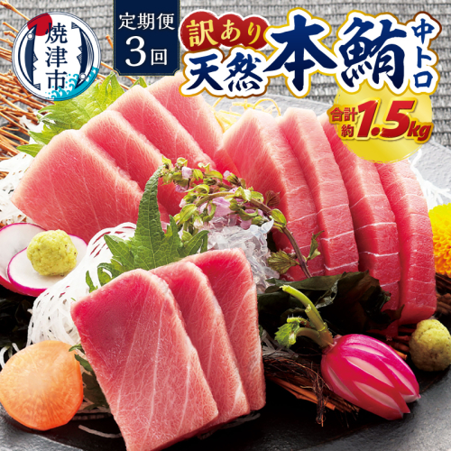 a42-018　訳あり　本マグロ 天然 中トロ 500g【定期便3回】 2740031 - 静岡県焼津市