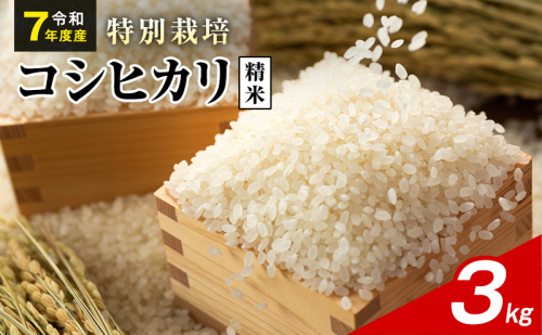令和7年産 特別栽培米 コシヒカリ 白米 3kg 静岡県産 色彩選別済 食に意識高い方へオススメ 2741281 - 静岡県袋井市