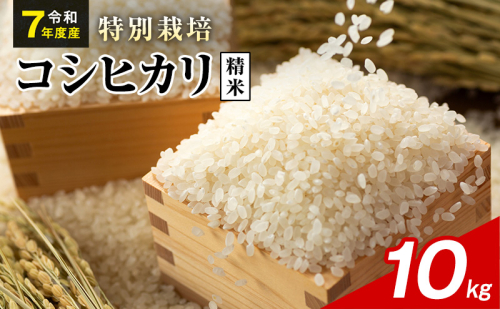 令和7年産 特別栽培米 コシヒカリ 白米 10kg 静岡県産 色彩選別済 食に意識高い方へオススメ 2741283 - 静岡県袋井市