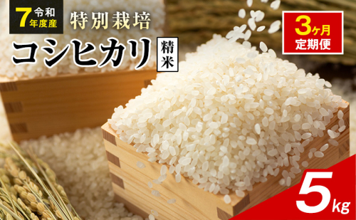 令和7年産 特別栽培米 コシヒカリ 白米 5kg 静岡県産 色彩選別済 食に意識高い方へオススメ 3ヶ月定期便 2741287 - 静岡県袋井市