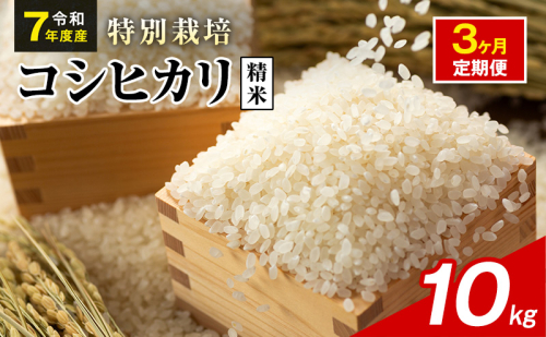 令和7年産 特別栽培米 コシヒカリ 白米 10kg 静岡県産 色彩選別済 食に意識高い方へオススメ 3ヶ月定期便 2741290 - 静岡県袋井市