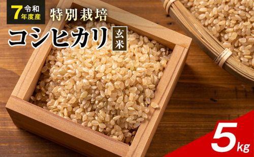 令和7年産 特別栽培米 コシヒカリ 玄米 5kg 静岡県産 色彩選別済 食に意識高い方へオススメ 2741294 - 静岡県袋井市