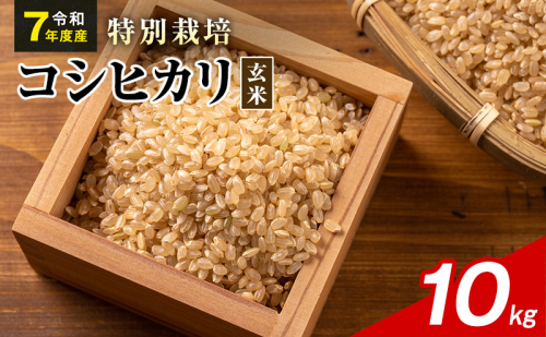 令和7年産 特別栽培米 コシヒカリ 玄米 10kg 静岡県産 色彩選別済 食に意識高い方へオススメ 2741295 - 静岡県袋井市
