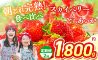 【先行予約】【定期2回】スカイベリー＆とちあいか 食べ比べ 300g×2×3箱  | 果物 くだもの フルーツ 野菜 やさい ヤサイ 苺 イチゴ いちご とちあいか スカイベリー 食べ比べ 新鮮 甘い 数量 限定 美味しい 果物 フルーツ デザート 栃木県 那珂川町 送料無料