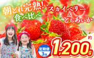 【先行予約】【定期3回】スカイベリー＆とちあいか 食べ比べ 約 300g×2×2箱  | 果物 くだもの フルーツ 野菜 やさい ヤサイ 苺 イチゴ いちご とちあいか スカイベリー 食べ比べ 新鮮 甘い 数量 限定 美味しい 果物 フルーツ デザート 栃木県 那珂川町 送料無料