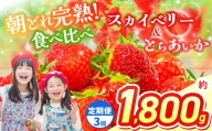 【先行予約】【定期3回】スカイベリー＆とちあいか 食べ比べ 300g×2×3箱  | 果物 くだもの フルーツ 野菜 やさい ヤサイ 苺 イチゴ いちご とちあいか スカイベリー 食べ比べ 新鮮 甘い 数量 限定 美味しい 果物 フルーツ デザート 栃木県 那珂川町 送料無料