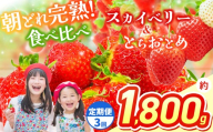 【先行予約】【定期3回】スカイベリー＆とちおとめ 食べ比べ 300g×2×3箱 | 果物 くだもの フルーツ 野菜 やさい ヤサイ 苺 イチゴ いちご とちおとめ スカイベリー 食べ比べ 新鮮 甘い 数量 限定 美味しい 果物 フルーツ デザート 栃木県 那珂川町 送料無料