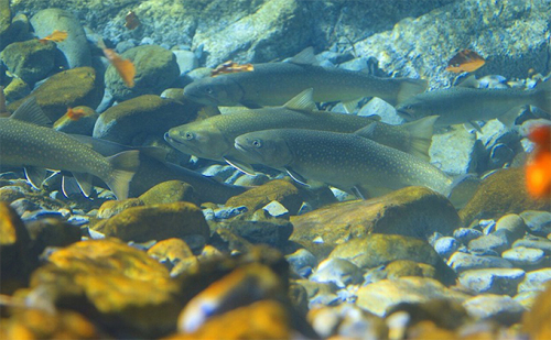 遊漁年券B渓流魚等 チケット  2741923 - 新潟県魚沼市