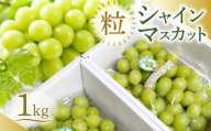 【先行予約】 粒 シャインマスカット 約1kg 令和8年産 マスカット 果物 バラ粒 食べやすい 新潟 新発田 くだもの フルーツ スイーツ おやつ ブドウ ぶどう 好評 農家直送 豊浦中央ライスセンター 新潟県 新発田市 tcr001
