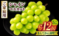 まんでがん満喫‼　ご家庭用シャインマスカット　約5kg | シャインマスカット マスカット ぶどう ブドウ 葡萄 果物 フルーツ 新鮮 くだもの 国産 ギフト お裾分け 旬 人気 種なし 皮ごと食べられる ジューシー 糖度が高い 季節限定 おすすめ 旬の果物 香川 香川県 三木町 ご家庭用 訳あり |_mk006-153