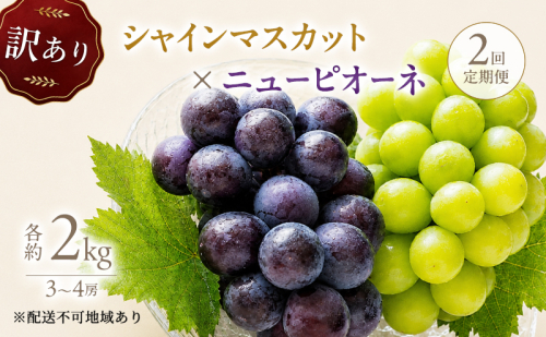 2回定期便 訳あり シャインマスカット約2kg(3-4房)×ニューピオーネ約2kg(3-4房) 岡山県高梁市産 うめづぶどう園 化粧箱入り 葡萄 ブドウ 大粒 配送不可：北海道、沖縄、離島 2743611 - 岡山県高梁市