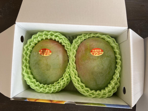 キーツマンゴー 優品 約1kg I マンゴー キーツ 嘉数マンゴー 1kg フルーツ 果物 沖縄県 南城市 ふるさと納税 2744315 - 沖縄県南城市