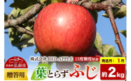 【27年1月発送】りんご 葉とらずふじ【贈答用】約2kg 13度糖度保証 先行受付 [りんご 葉とらず ふじ 贈り物 贈答用 お歳暮 お中元 ギフト プレゼント 糖度 果実 果物 赤 林檎 アップル 美味 おいしい 青森県 弘前市 REDAPPLE] [u9]