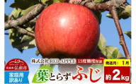 【27年1月発送】りんご 葉とらずふじ【訳あり】家庭用 約2kg 13度糖度保証 先行受付 [りんご 葉とらず ふじ 訳あり 家庭用 糖度 果実 果物 赤 林檎 アップル 美味 おいしい 青森県 弘前市 REDAPPLE] [u9]