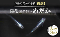 下総めだかの学校厳選！紫陽花（あじさい）めだか　2ペア4匹 生き物 鑑賞