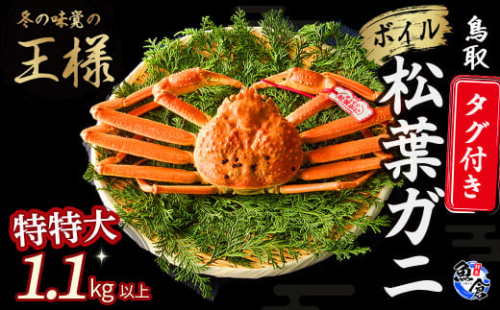 【先行予約】【魚倉】タグ付きボイル松葉ガニ（特特大1.1kg以上）冷蔵 カニ ボイル 松葉ガニ タグ付き 新鮮 カニ爪 ズワイガニ ずわいがに 期間限定 国産 鳥取県 倉吉市