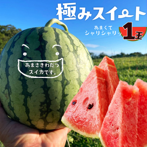 【先行予約】京丹後・俵野産 小玉スイカ 極みスイート 1玉（2027年7月中旬～発送） 西瓜 すいか 極みスイート 果物 フルーツ 小玉 野菜 ふるさと納税 先行予約 果物 ふるさと 納税 先行予約 ふるさと納税 フルーツ 2748502 - 京都府京丹後市