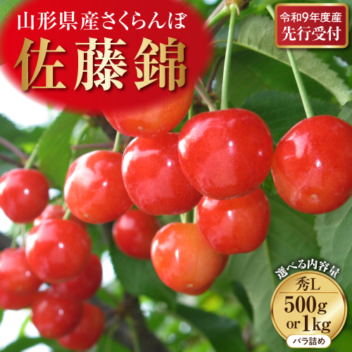 【令和9年産】さくらんぼ「佐藤錦」 秀L 山形県河北町産 【晴天畑】 2749619 - 山形県河北町