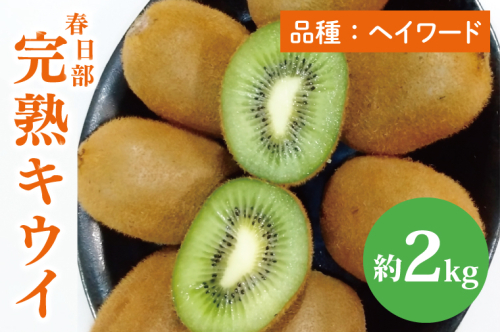 【先行予約】【12月上旬より発送開始】春日部完熟キウイ2kg【埼玉県 春日部市 キウイ キウイフルーツ 2kg 完熟 国産 フルーツ 果物 ヘイワード】(BG004） 2749906 - 埼玉県春日部市