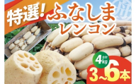 【年末配送】先行予約 れんこん 4kg 特選 ふなしま蓮根 蓮根 レンコン 朝採り 3本 ～ 6本 贈答用 熨斗 お歳暮 希少品種 幻 老舗 朝採れ 産地直送 新鮮 野菜 根菜 【2026年10月より順次発送】（82-01-a）