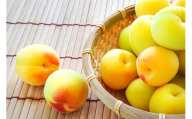 ［梅干・梅酒用］大玉4Lサイズ約2kg 熟南高 生梅 ＜2027年6月上旬～7月中旬発送予定＞［ART21］
