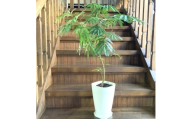 観葉植物 エバーフレッシュ8号サイズ1鉢【1764488】