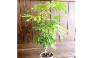 観葉植物 エバーフレッシュ7号サイズ1鉢【1764537】