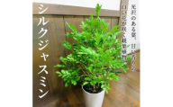 観葉植物 シルクジャスミン1鉢【1768064】