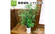 観葉植物 シマトネリコ1鉢【1768088】