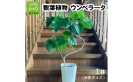 観葉植物 ウンベラータ8号サイズ1鉢【1768100】