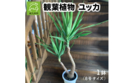観葉植物 ユッカ1鉢【1768108】