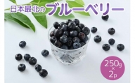 令和6年度産「日本最北のブルーベリー」250g×2パック ≪フルーツ 果物 予約 北海道産 無農薬 積み立て 新鮮≫ 《2024年7月下旬～8月下旬頃出荷》
