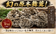 【先行予約】 マイタケ 舞茸 まいたけ1kg 原木舞茸 希少 幻 肉厚 きのこ ステーキ 生まいたけ 生マイタケ だし 焼きまいたけ 炭火 鍋 焼肉 バーベキュー 味噌汁 スープ 野菜 新鮮 旬 食べ応え うまみ 獲れたて 原木 徳島県 三好市 みよし