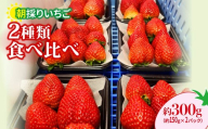 いちご 食べ比べ 【年末年始発送】 150g×2パック 300g 2027年 先行予約 | コク 甘み 朝採れ イチゴ 苺 高品質 たっぷり 新鮮 完熟 旬 ストロベリー 高級 産地直送 果汁 甘い あまい 人気 高評価 高糖度 ごほうび プレゼント 朝採れ やよいひめ ななか 恋みのり あまおとめ あすかルビー 贈答用 あすかファーム 群馬県 前橋市
