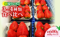 いちご 食べ比べ 【年末年始発送】 150g×4パック 600g 2027年 先行予約 | コク 甘み 朝採れ イチゴ 苺 高品質 たっぷり 新鮮 完熟 旬 ストロベリー 高級 産地直送 果汁 甘い あまい 人気 高評価 高糖度 ごほうび プレゼント 朝採れ やよいひめ ななか 恋みのり あまおとめ あすかルビー 贈答用 あすかファーム 群馬県 前橋市