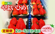 いちご やよいひめ 150gパック×4パック 計600g 計4回 定期便2月～5月 2026年全国いちご選手権入賞 2027年 先行予約  | コク 甘み 朝採れ イチゴ 苺 高品質 たっぷり 新鮮 完熟 旬 ストロベリー 高級 産地直送 果汁 甘い あまい 人気 高評価 高糖度 ごほうび プレゼント 朝採れ やよいひめ 贈答用 あすかファーム 群馬県 前橋市