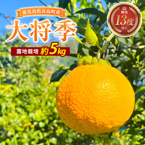 露地栽培の大将季（約５kg）国産 鹿児島県産 長島町 だいまさき フルーツ 柑橘 みかん 完熟 糖度13度【竪山果樹園】tate-1634 2759556 - 鹿児島県長島町