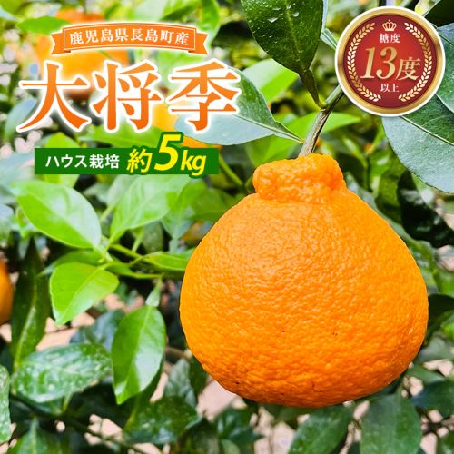 大将季（約５kg）国産 鹿児島県産 長島町 だいまさき フルーツ 柑橘 みかん 完熟 糖度13度【竪山果樹園】tate-1636 2759558 - 鹿児島県長島町