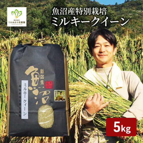 令和8年産 先行予約 魚沼産ミルキークィーン 精米5kg 米 こめ お米 コメ ミルキー クイーン 新潟県 魚沼市 魚沼 ミルキークイーン  2759572 - 新潟県魚沼市