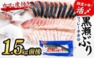 <2026年9月発送＞高評価！活じめ！黒瀬ぶりの生鮮ブリフィレー （1.5kg前後） 冷蔵 しゃぶしゃぶ たたき 海鮮丼 魚 海産物 グルメ ギフト 贈答用 お歳暮 お中元 お祝い 人気 ブリ 寒ブリ ぶりしゃぶ 海鮮 刺身 宮崎県 串間市 _K001-004-2609