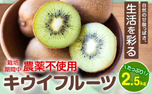 キウイフルーツ 2.5kg ゆいやわす《11月上旬-4月末頃出荷》熊本県 葦北郡 津奈木町 キウイ フルーツ 新鮮 食物繊維 国産 2760193 - 熊本県津奈木町