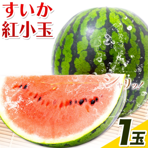 すいか 紅小玉 1玉 わらく農園《2027年7月上旬-7月下旬頃出荷》熊本県 津奈木町 青果物 すいか 西瓜 スイカ 果物 フルーツ 2760196 - 熊本県津奈木町