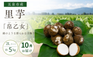 【10月中にお届け】さといも 帛乙女 5kg ( 2L )   | 里芋 サトイモ きぬおとめ 特産 名産 産地直送 贈答 贈り物 ギフト お取り寄せ おすすめ 新潟県 五泉市 五泉市園芸組織連絡協議会