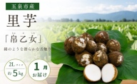 【1月中にお届け】さといも 帛乙女 5kg ( 2L )   | 里芋 サトイモ きぬおとめ 特産 名産 産地直送 贈答 贈り物 ギフト お取り寄せ おすすめ 新潟県 五泉市 五泉市園芸組織連絡協議会