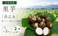 【2月中にお届け】さといも 帛乙女 5kg ( 2L )   | 里芋 サトイモ きぬおとめ 特産 名産 産地直送 贈答 贈り物 ギフト お取り寄せ おすすめ 新潟県 五泉市 五泉市園芸組織連絡協議会