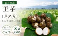【3月中にお届け】さといも 帛乙女 5kg ( 2L )   | 里芋 サトイモ きぬおとめ 特産 名産 産地直送 贈答 贈り物 ギフト お取り寄せ おすすめ 新潟県 五泉市 五泉市園芸組織連絡協議会