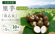 【10月中にお届け】さといも 小玉サイズ 帛乙女 5kg ( M・Lのいずれか ) ※サイズ指定不可 | 里芋 サトイモ きぬおとめ 特産 名産 産地直送 贈答 贈り物 ギフト お取り寄せ おすすめ 新潟県 五泉市 五泉市園芸組織連絡協議会