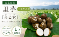 【1月中にお届け】さといも 小玉サイズ 帛乙女 5kg ( M・Lのいずれか ) ※サイズ指定不可 | 里芋 サトイモ きぬおとめ 特産 名産 産地直送 贈答 贈り物 ギフト お取り寄せ おすすめ 新潟県 五泉市 五泉市園芸組織連絡協議会