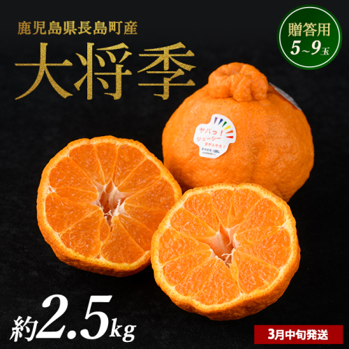 長島町産 大将季（ハウス） 贈答用 (約2.5kg) 3月中旬発送 【長島柑橘直販合同会社】kanchoku-1659 2760408 - 鹿児島県長島町